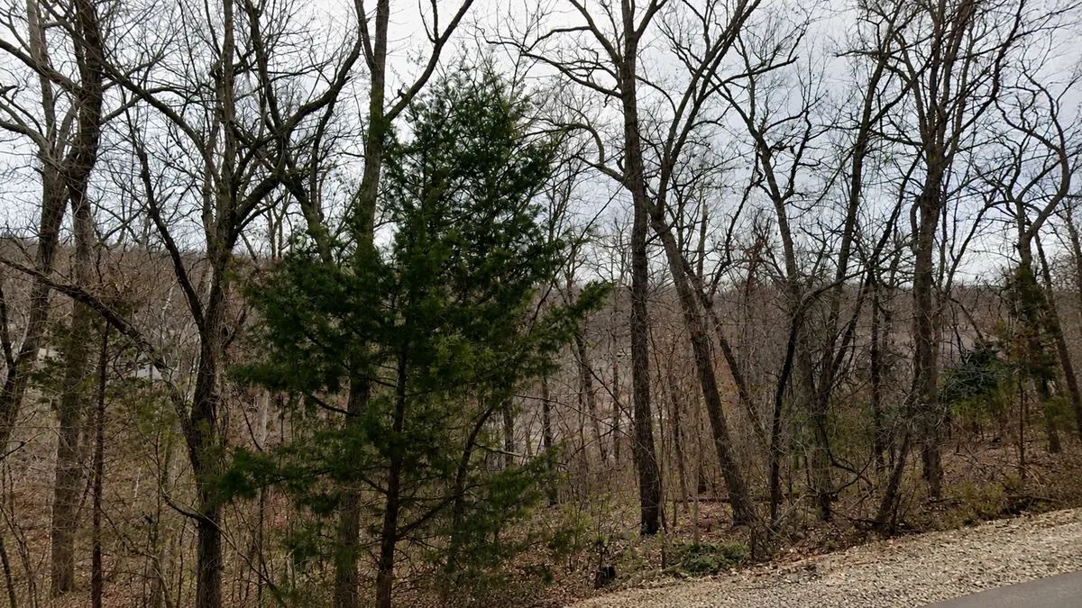 Wooded slope at 179 Regency Cove Drive, a cedar in the foreground and ground falling away through the trees
