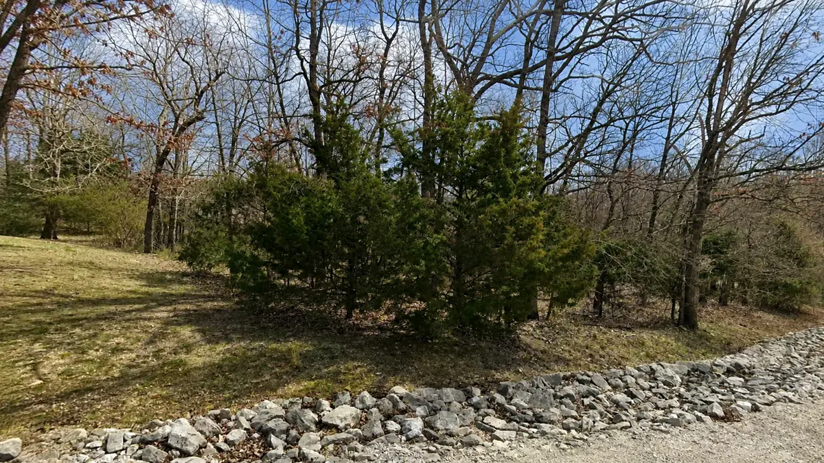Gently sloping grassy ground with cedars and limestone edging at 156 Zebra Road, under a clear sky