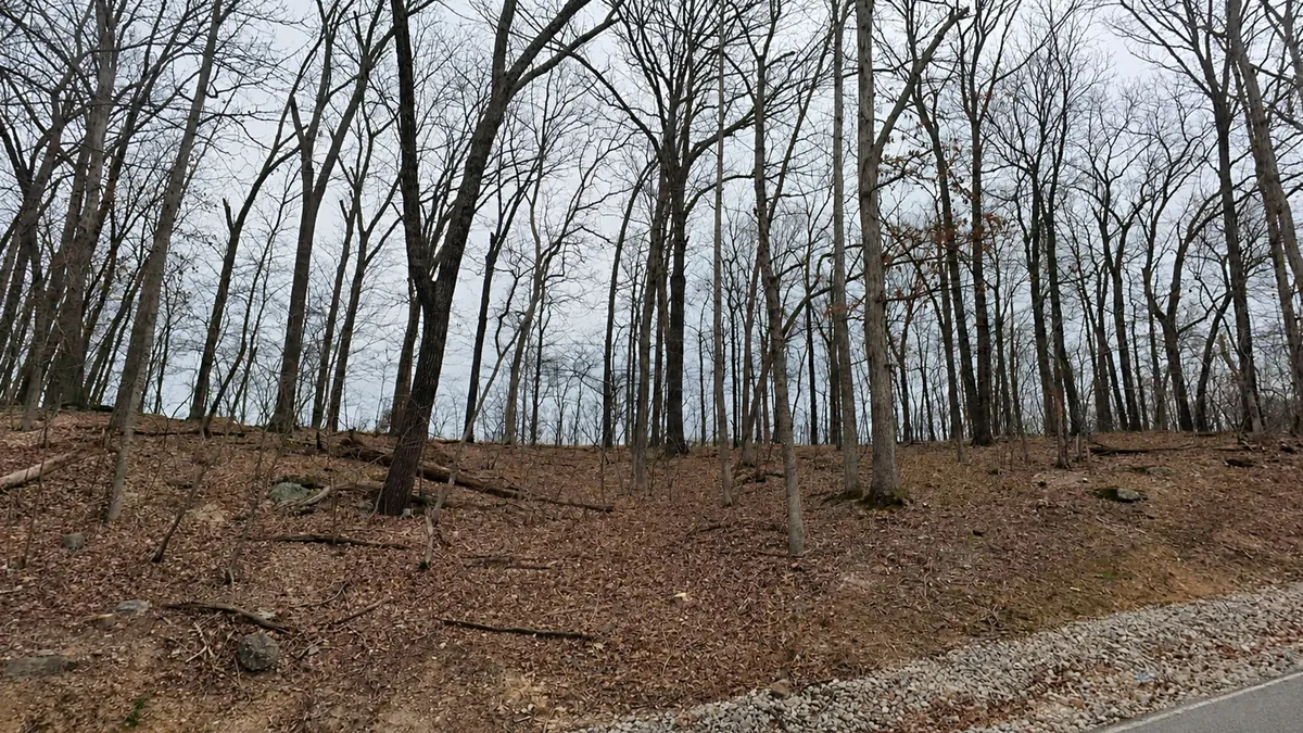 Bare hardwoods on a rise above the gravel shoulder in the Village of Four Seasons